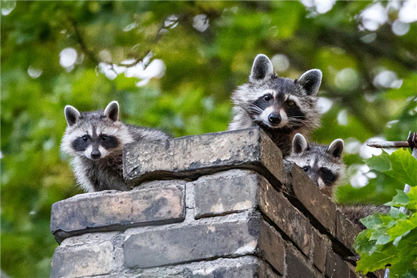 煙囪進入動物.jpg